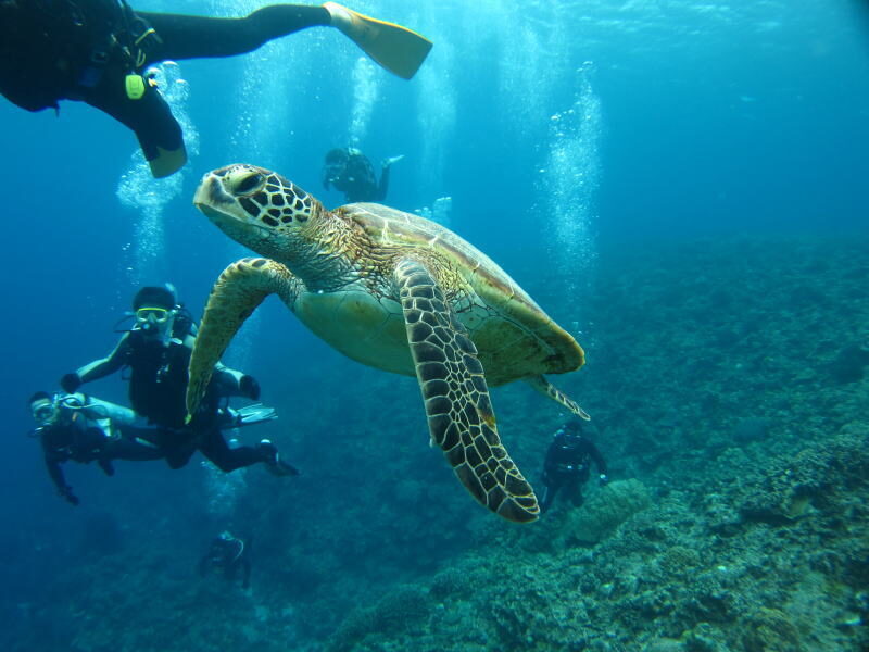 ウミガメ、ダイビング