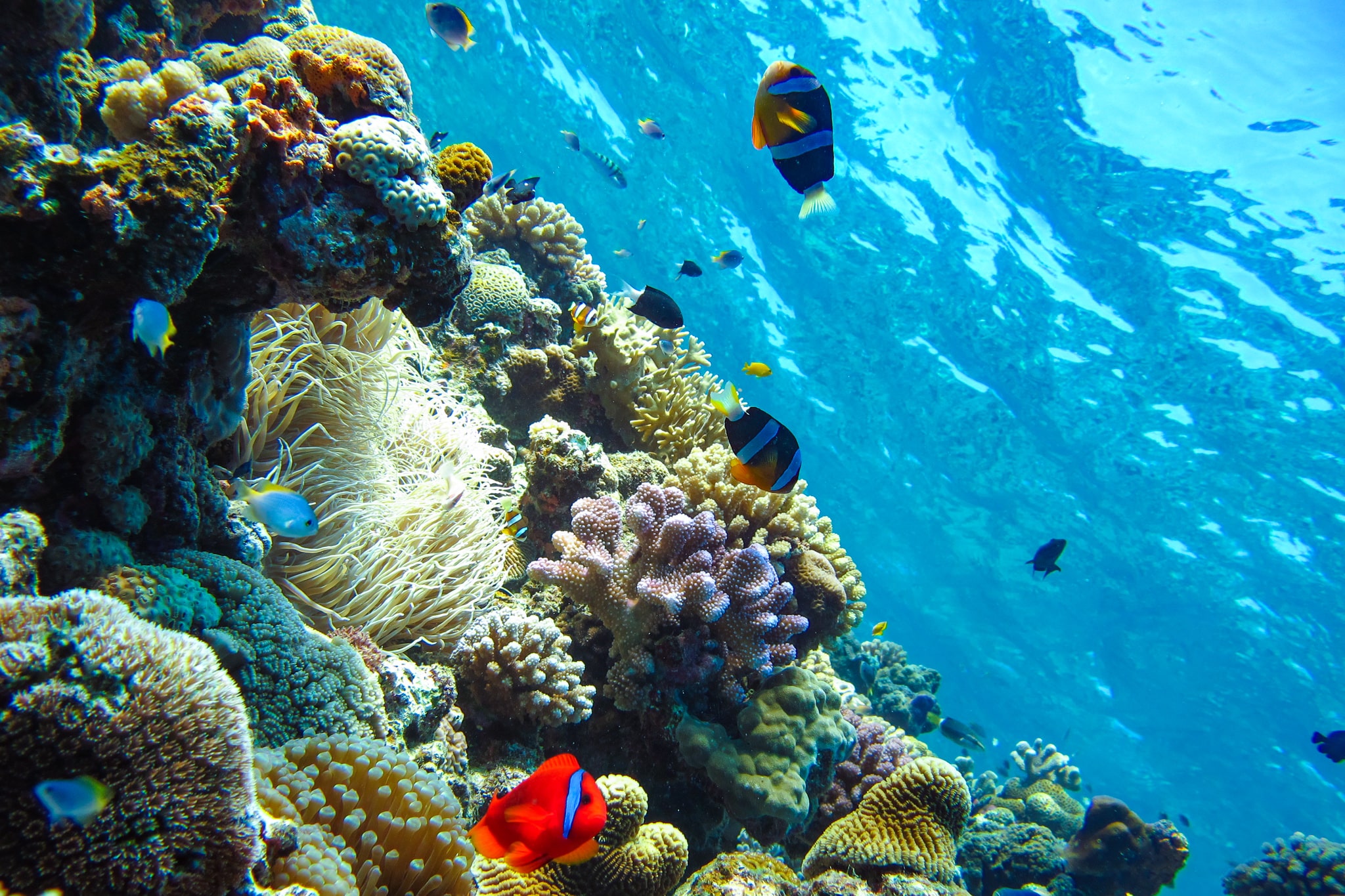 恩納村の青の洞窟で見られる熱帯魚