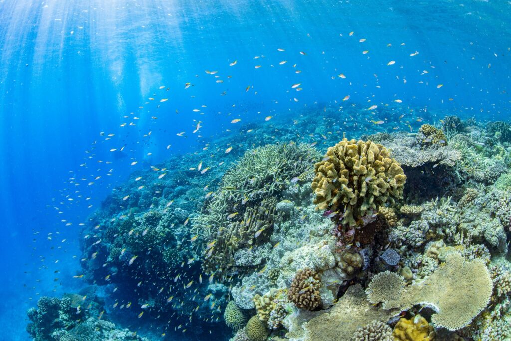 恩納村シュノーケリング、サンゴ礁