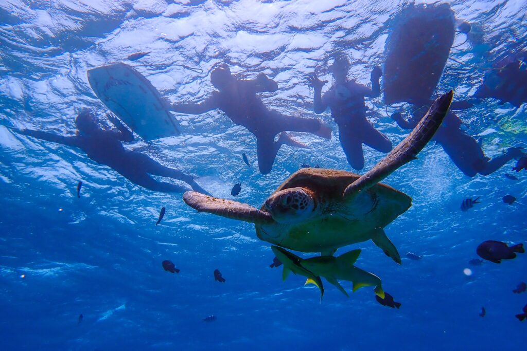 恩納村、ウミガメシュノーケリング