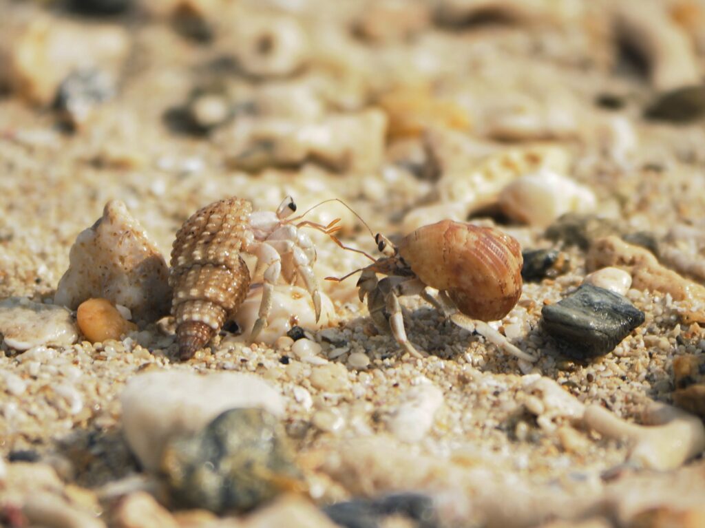 仲泊海岸で見られるヤドカリ　2匹