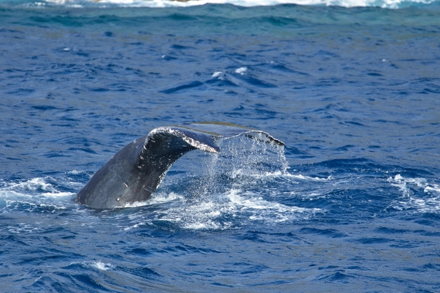 恩納村　クジラ　ホエールウォッチング