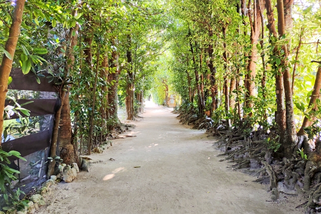 フクギ並木 沖縄