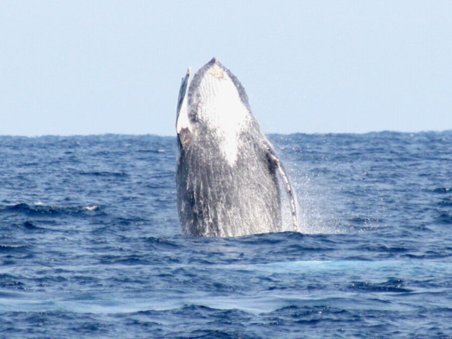 沖縄　恩納村　ホエールウオッチング　クジラ