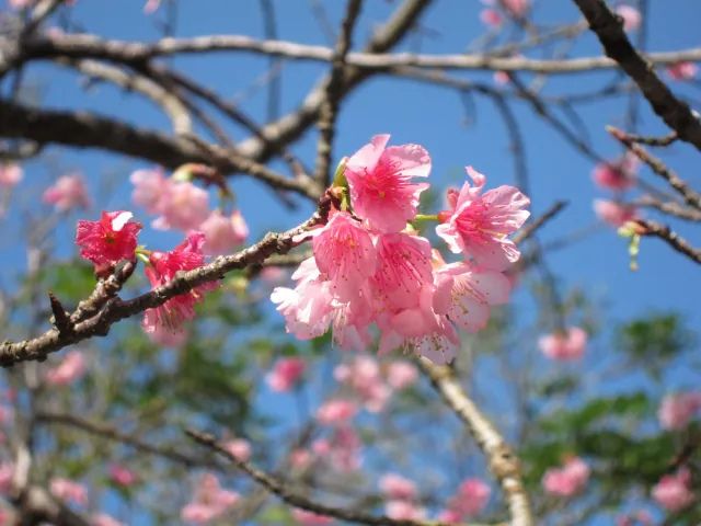 沖縄　恩納村　桜