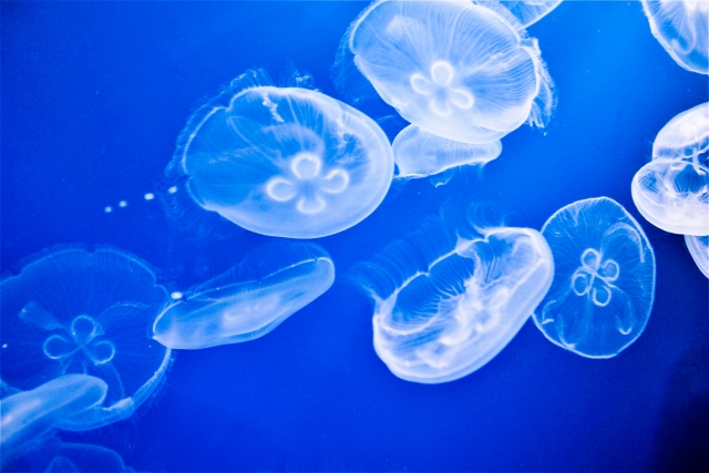 沖縄　恩納村　クラゲ