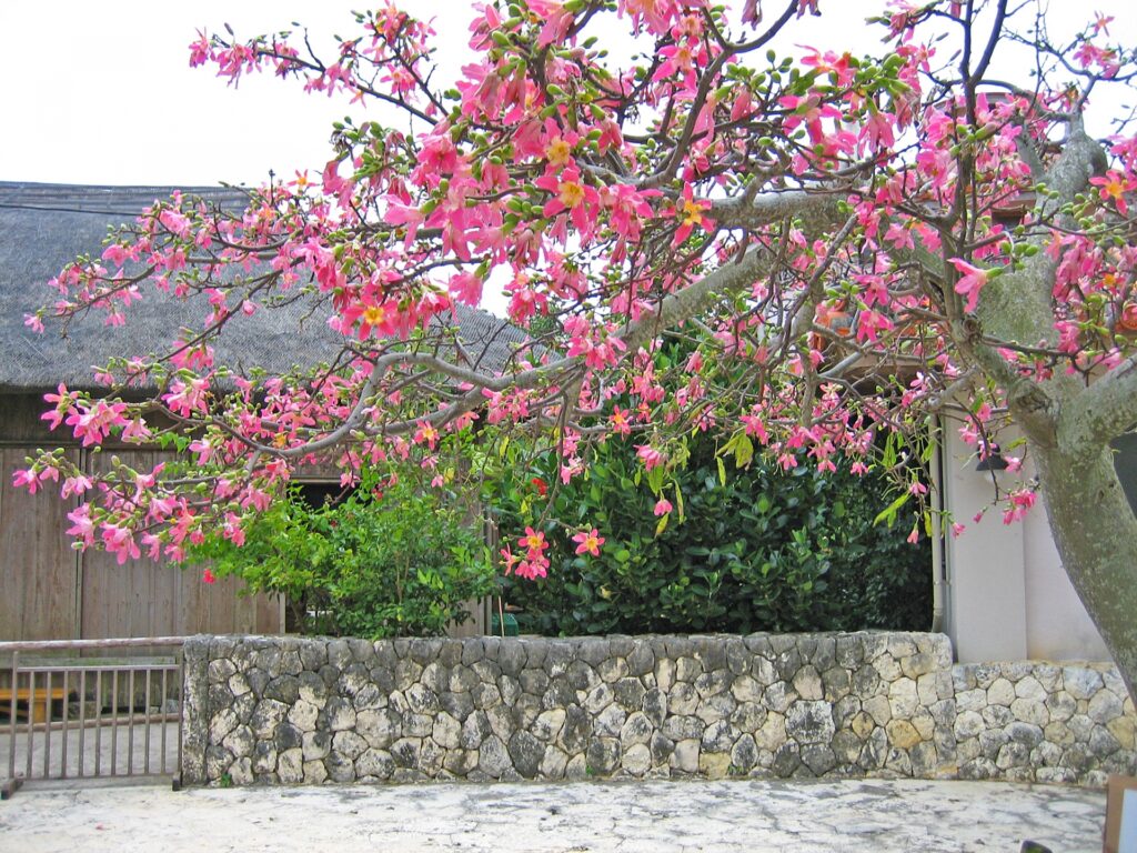 トックリキワタ