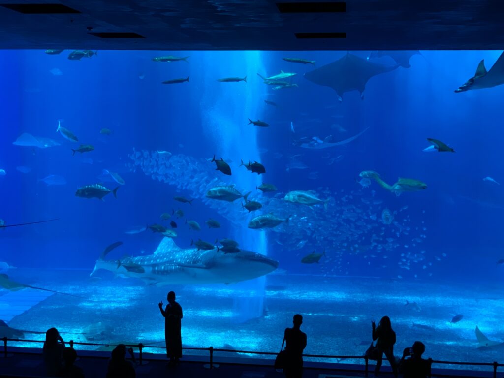 沖縄　美ら海水族館　観光客