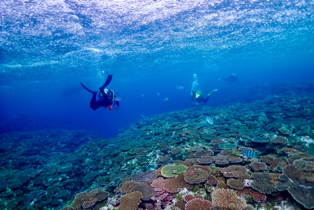 ダイビング　テーブルサンゴ