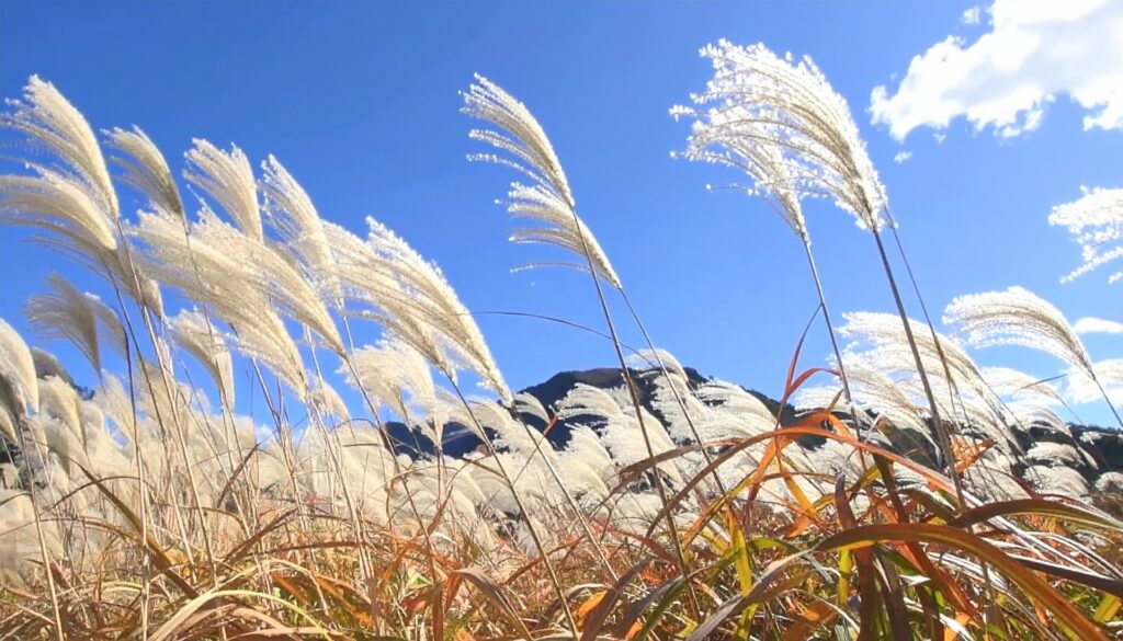 秋　ススキ
