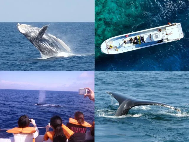 沖縄　恩納村　ホエールウォッチング