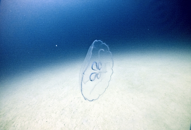 恩納村　クラゲ