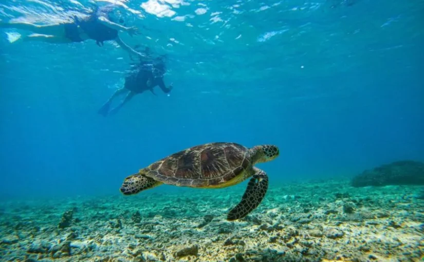 ウミガメ　シュノーケリング