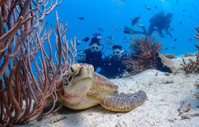 恩納村　ダイビング　ウミガメ
