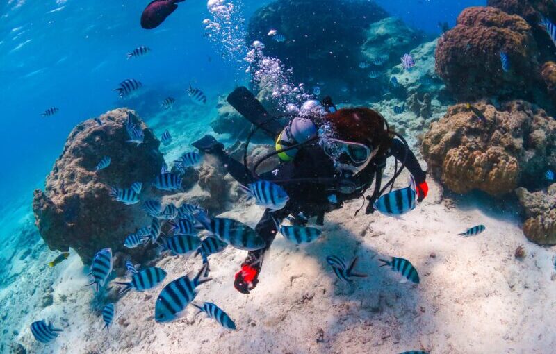 恩納村、ダイビング、熱帯魚