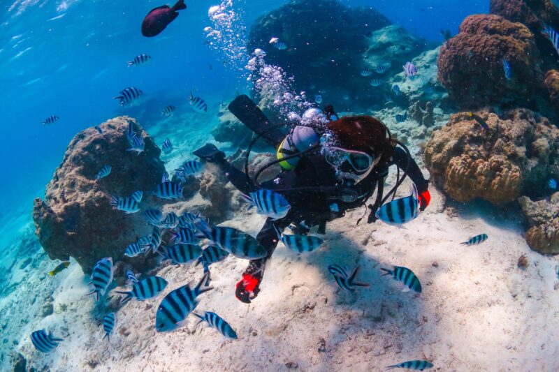 恩納村、ダイビング、熱帯魚