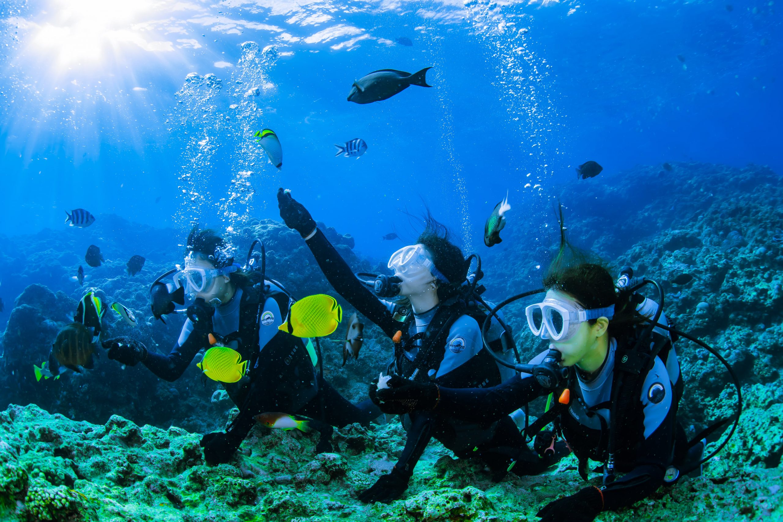 ダイビング、熱帯魚、えさやり体験