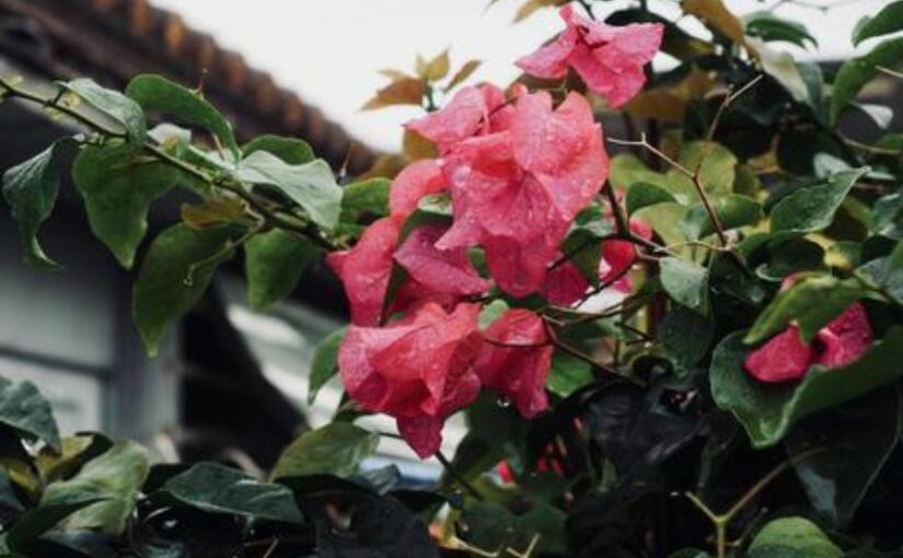 沖縄　雨　ブーゲンビリア