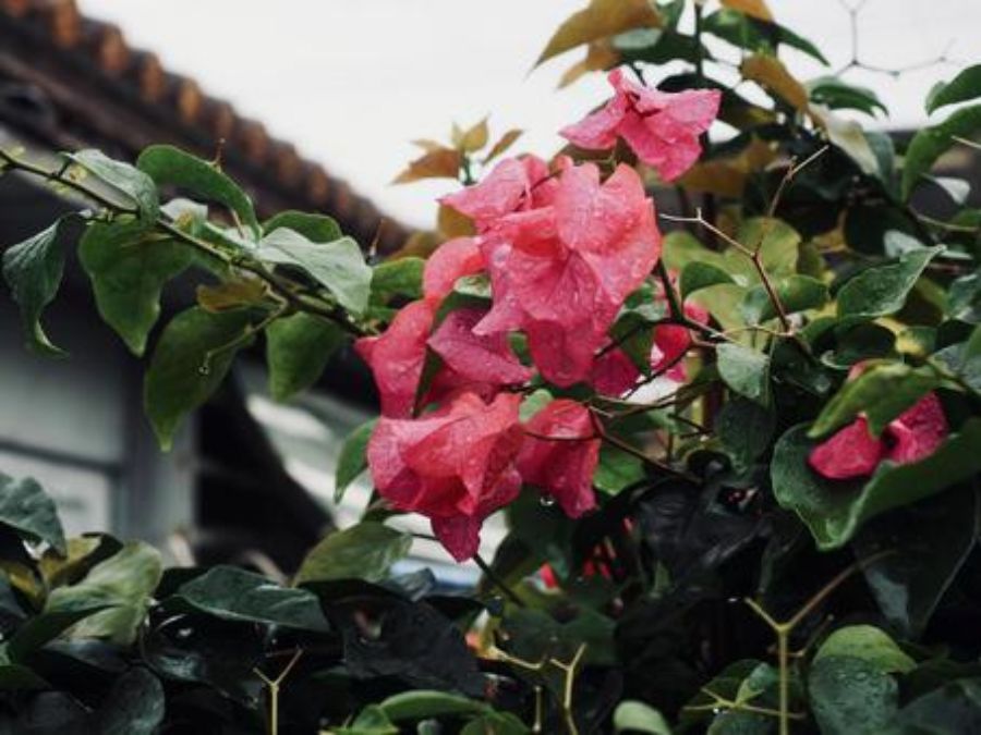 沖縄　雨　ブーゲンビリア