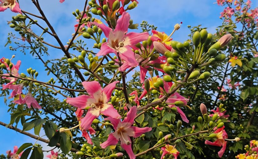 トックリキワタ