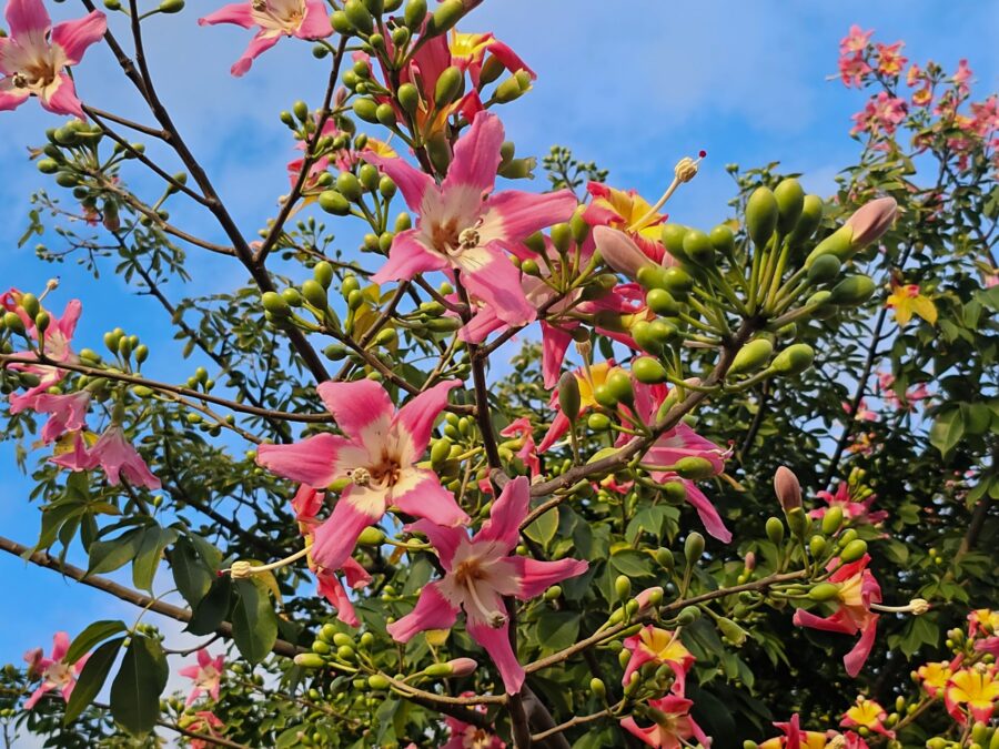 トックリキワタ